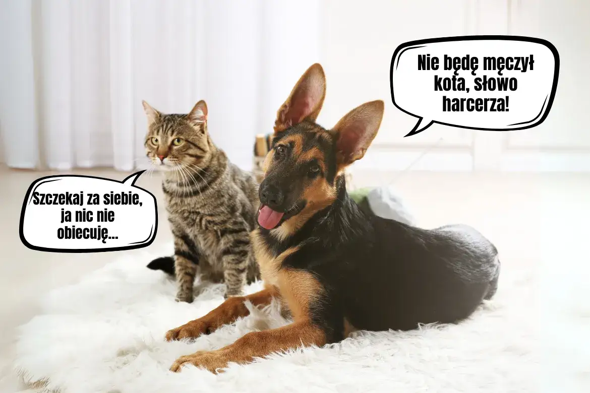 Kot i szczeniak: Poradnik, jak zaprzyjaźnić ich bezpiecznie!