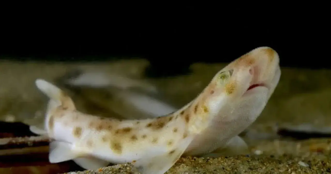 Jakie rekiny żyją w Bałtyku? Odkryj ich tajemnice i zagrożenia