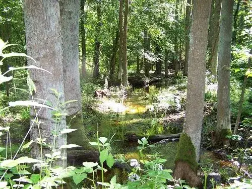 Rezerwat przyrody Stasin - odkryj piękno natury i unikalne atrakcje