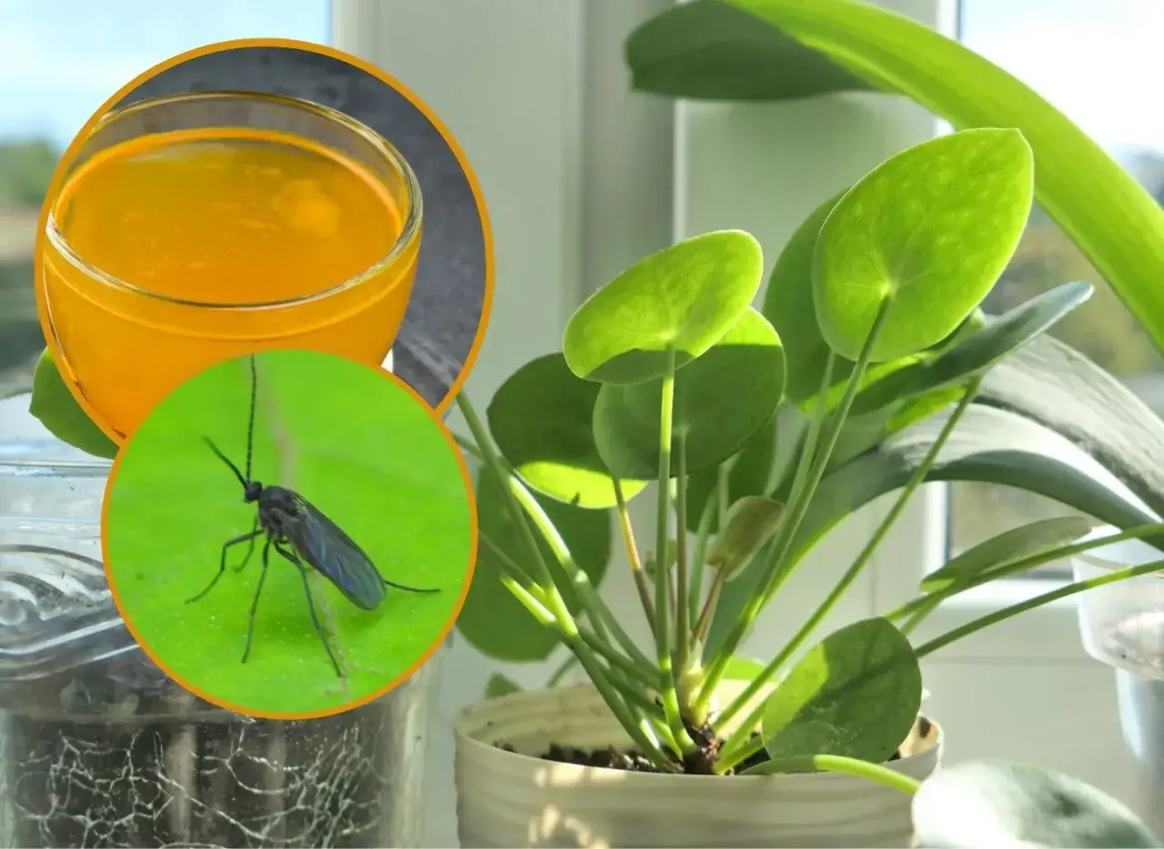 Jak pozbyć się muszek z kwiatów - skuteczne metody i porady