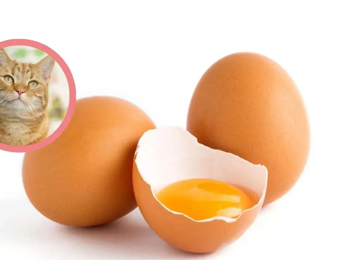 Rudy kotek spogląda na jajka, zastanawiając się, czy koty mogą jeść żółtko.
