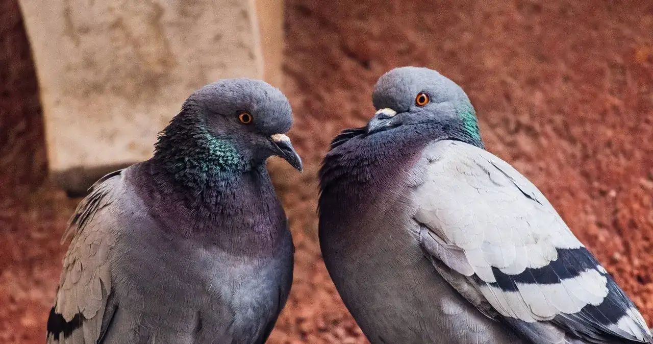 Kiedy odrobaczać gołębie, aby zapewnić im zdrowie i wydajność