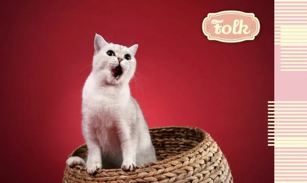 Jak wygląda ruja u kotki? Objawy, zachowanie i jak pomóc jej w tym czasie