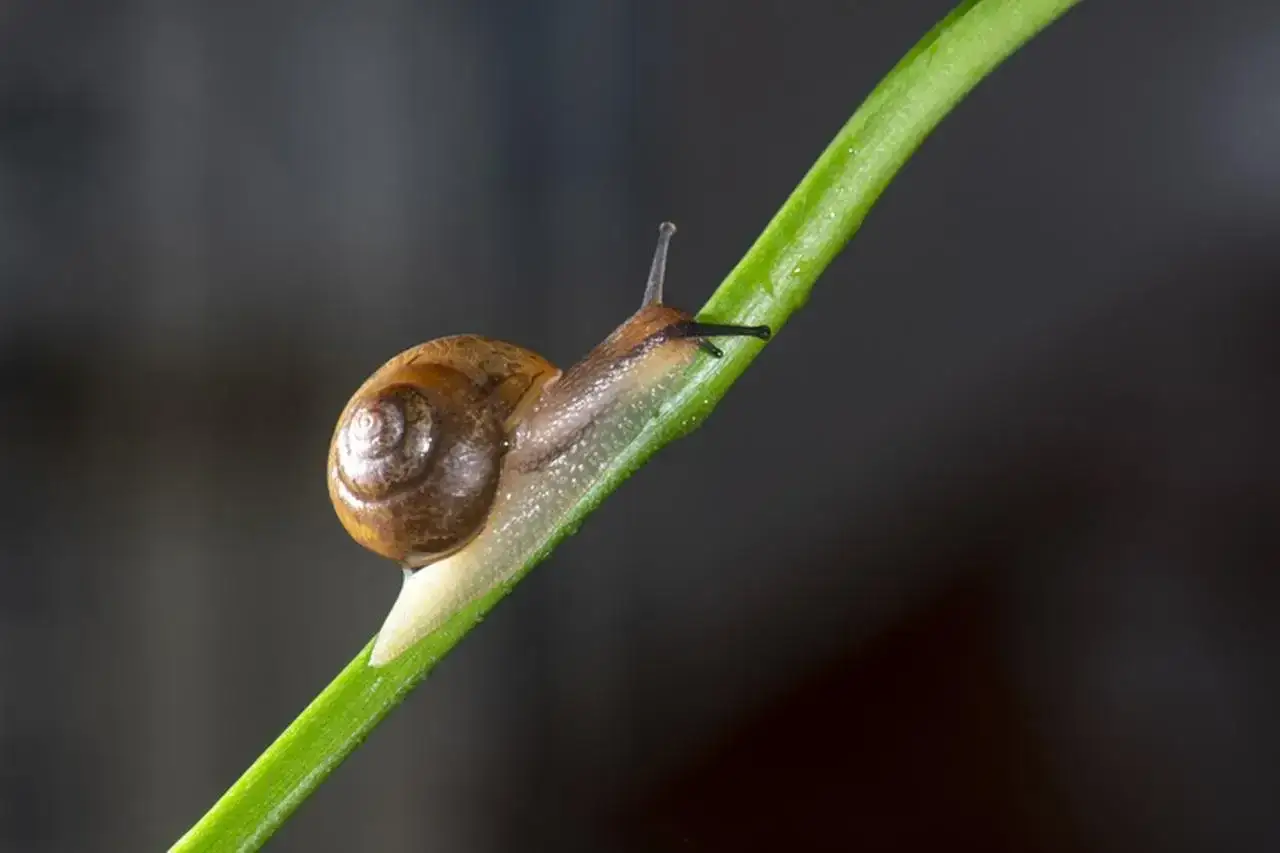 Jak rozmnażają się ślimaki lądowe? Odkryj ich zaskakujące rytuały