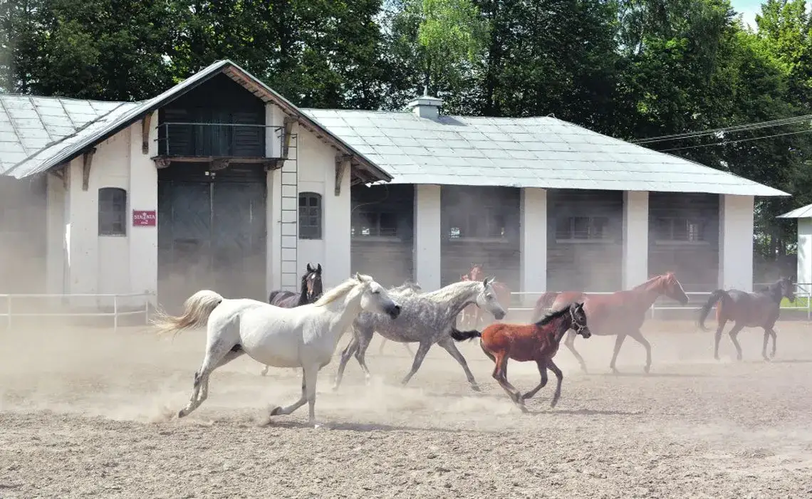Stadnina w Janowie Lubelskim - historia, atrakcje i hodowla koni