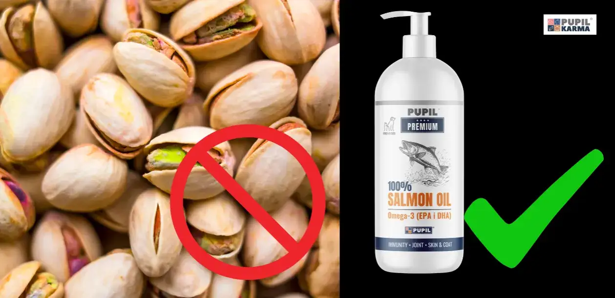 Pistacje dla psa? Ryzyko vs. korzyści ekspert radzi!