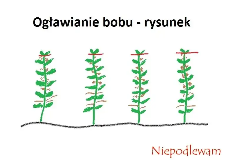Kiedy siać bób? Klucz do obfitych zbiorów i ochrony przed mszycami