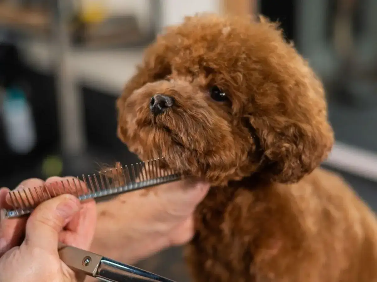 Psy które gubią mało sierści - idealne rasy dla alergików i czystego domu