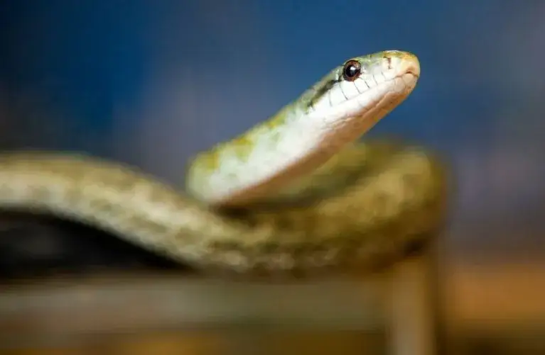 Ile lat żyje wąż? Gatunki, rekordy i sekrety długowieczności