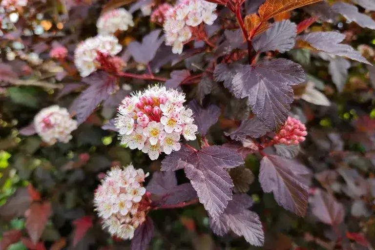 Pęcherznica co ile sadzić, aby uniknąć rzadkiego żywopłotu