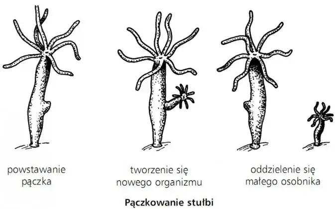 Jak rozmnażają się zwierzęta? Odkryj fascynujące metody i procesy