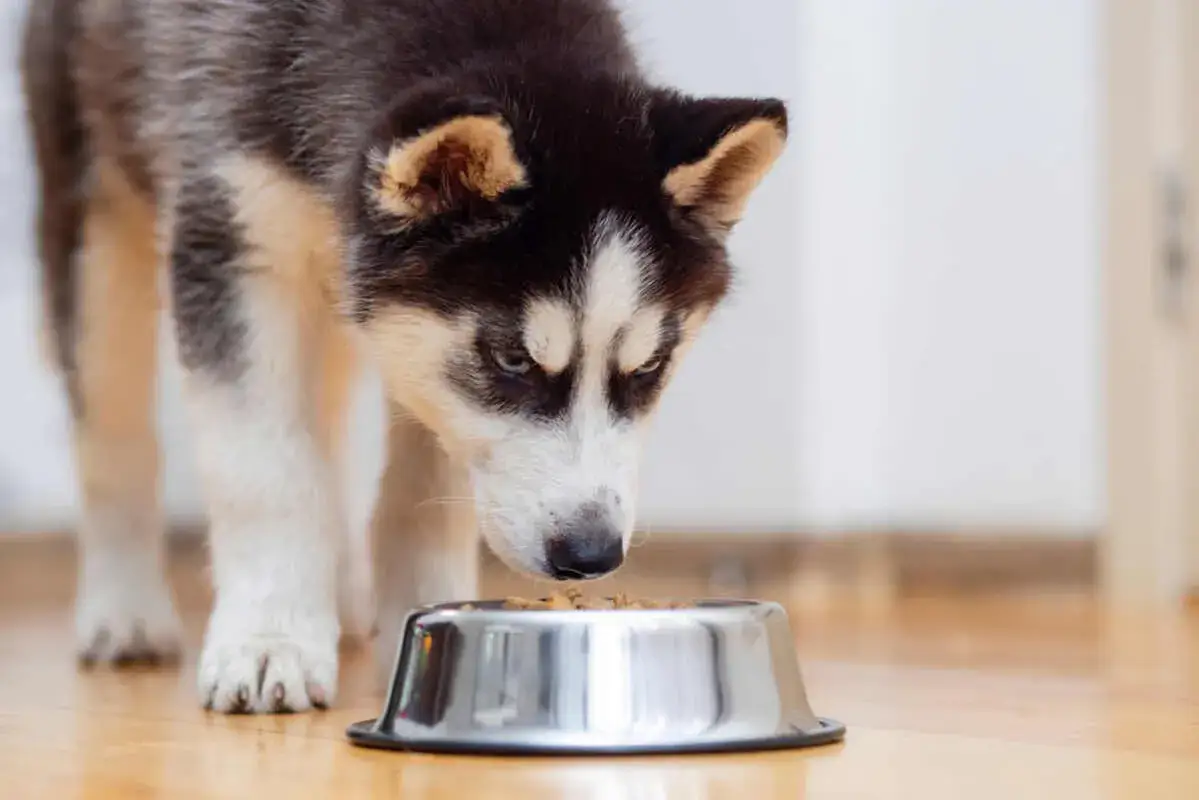 Od kiedy pies może jeść karmę dla dorosłych psów, aby uniknąć problemów zdrowotnych?