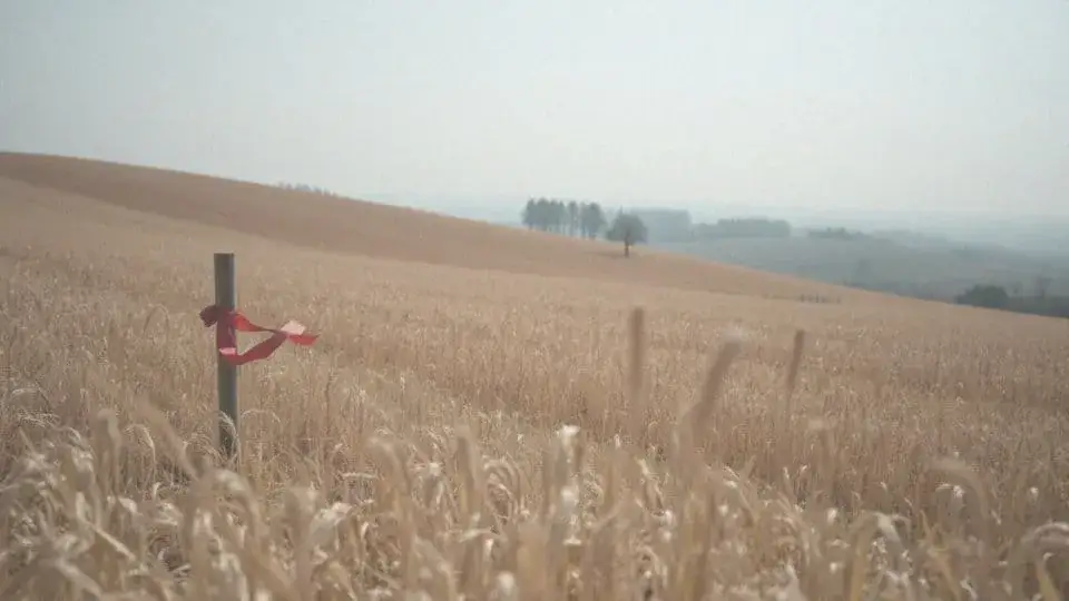 Ile kosztuje metr kwadratowy działki budowlanej? Ceny w Polsce 2024