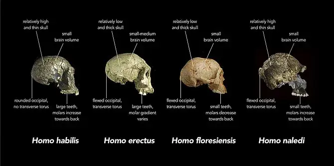 Skąd pochodzi człowiek? Fascynująca historia ewolucji Homo sapiens