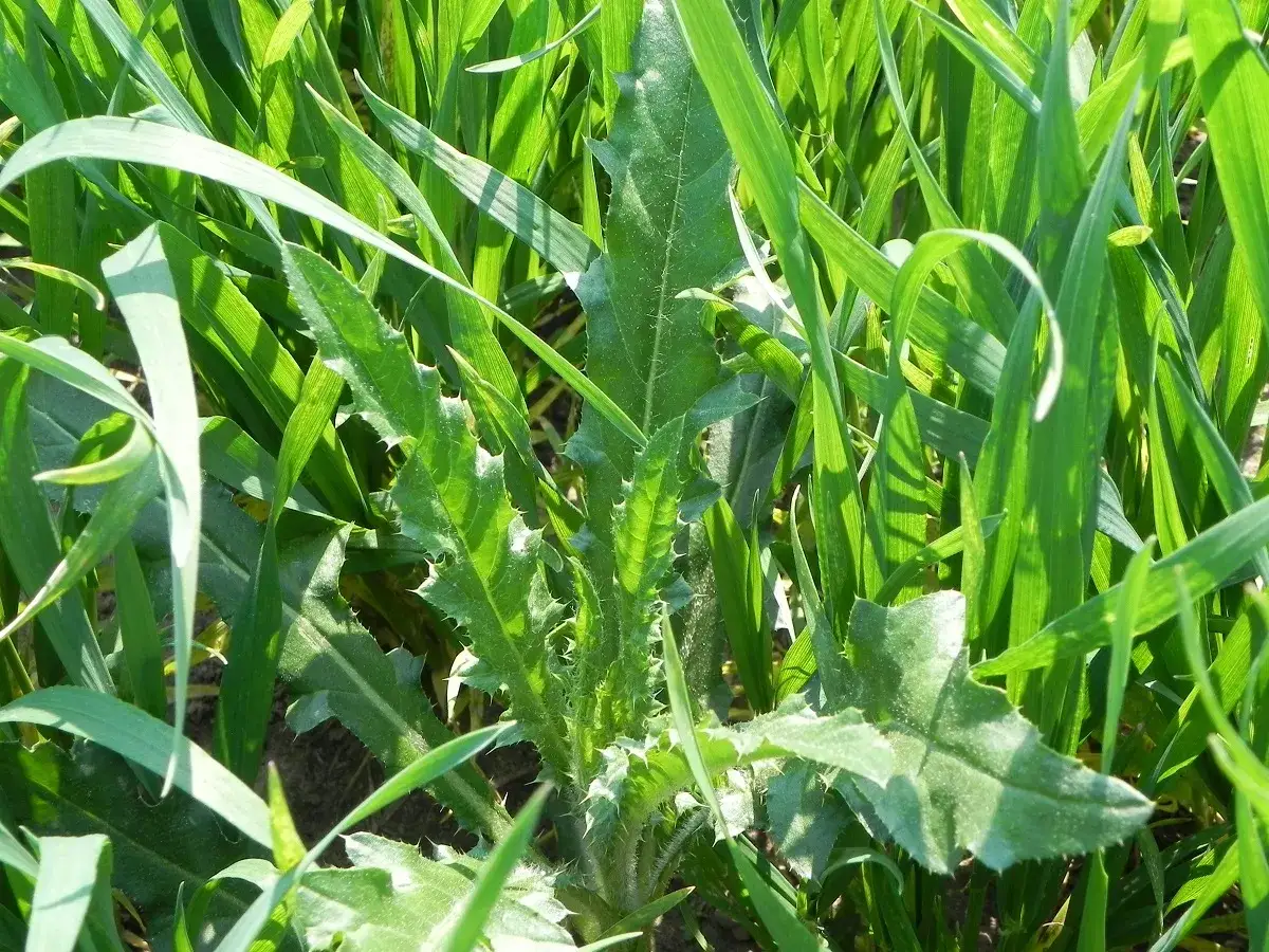 Ostrożeń polny: Jak pozbyć się kłującego chwastu?