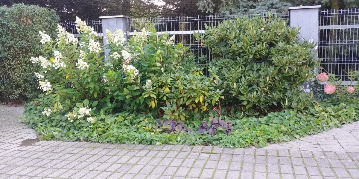 Co można posadzić na przydomowej oczyszczalni, aby uniknąć problemów?