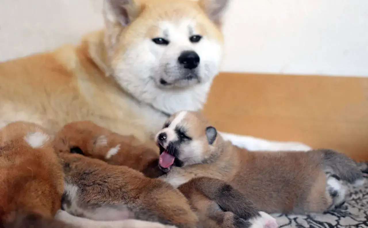 Szczenięta Akity z mamą. Suka może mieć szczeniaki do późnego wieku, ale zdrowie i bezpieczeństwo są najważniejsze.