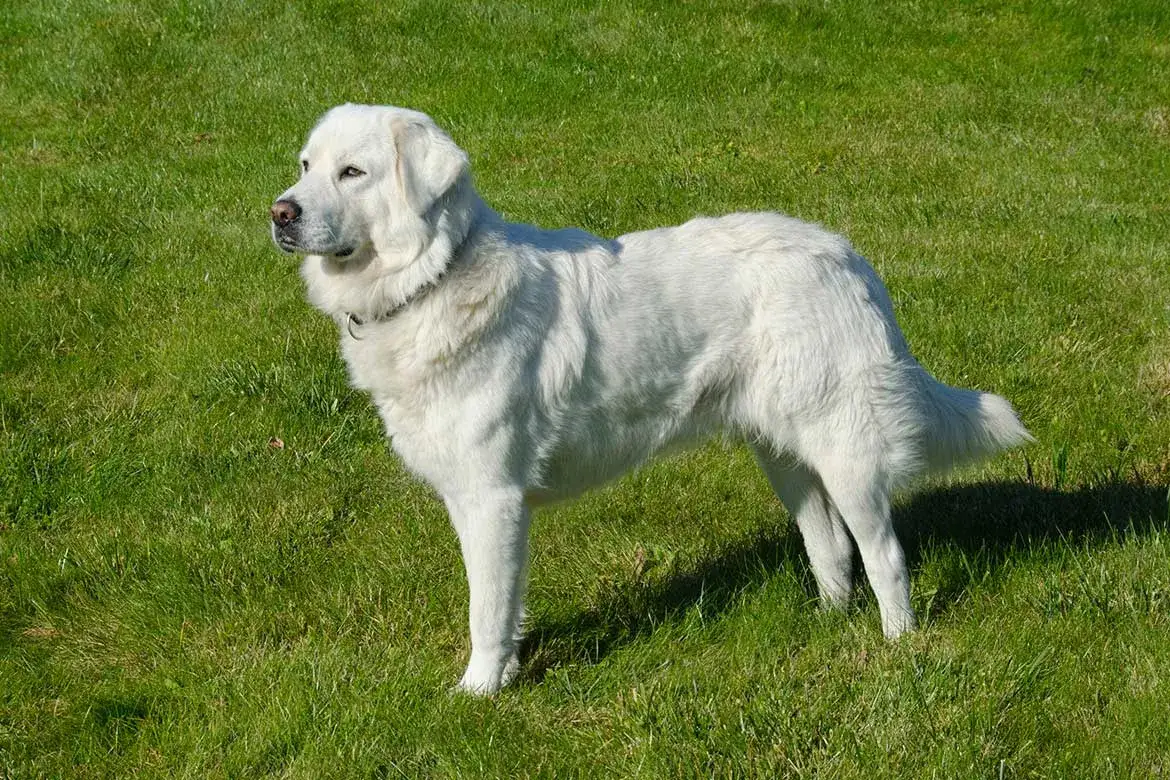 Jaką obrożę dla owczarka podhalańskiego wybrać, aby zapewnić komfort?