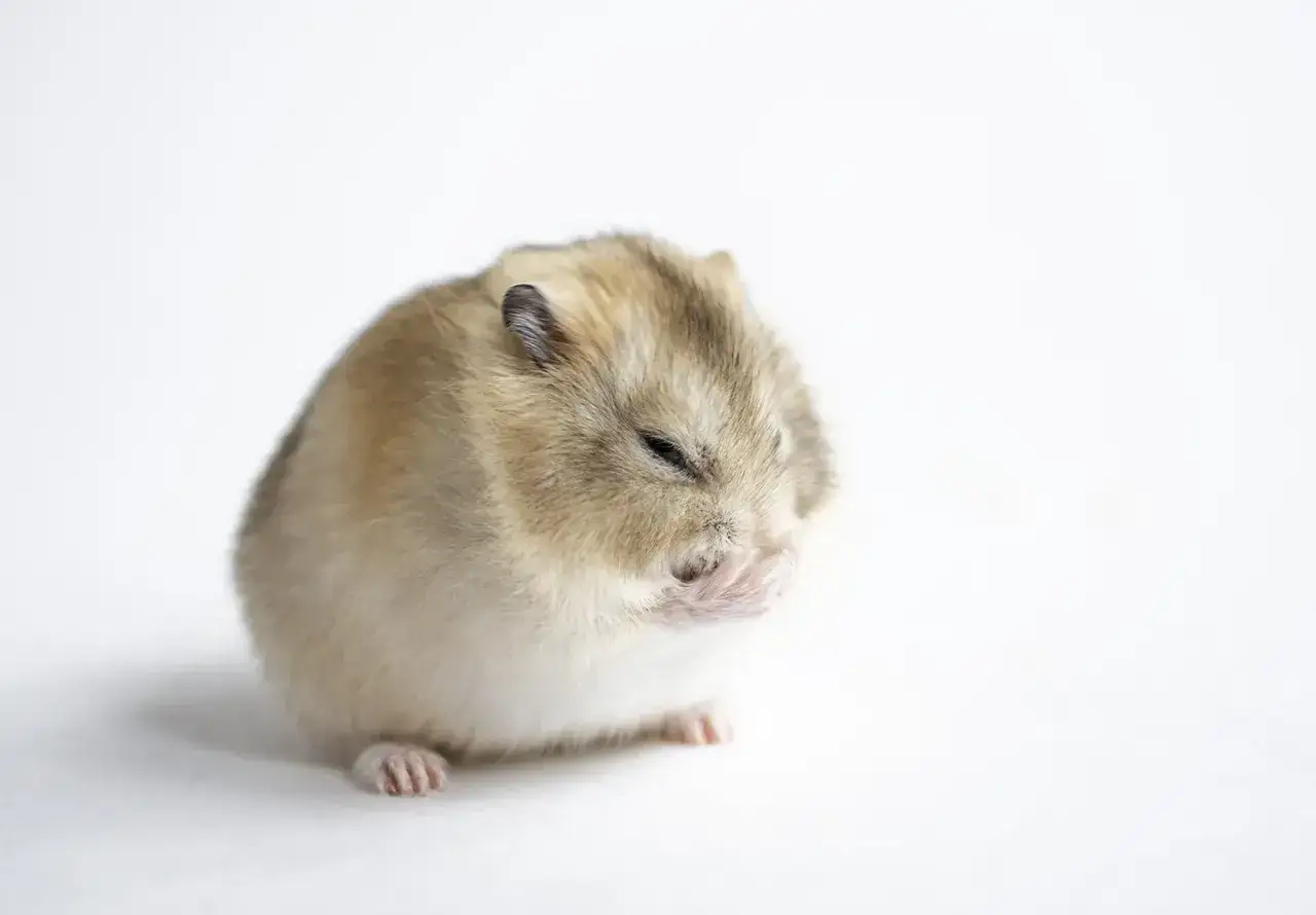 Mały chomik zamyka oczy, jakby zastanawiał się, czy chomik może banana.