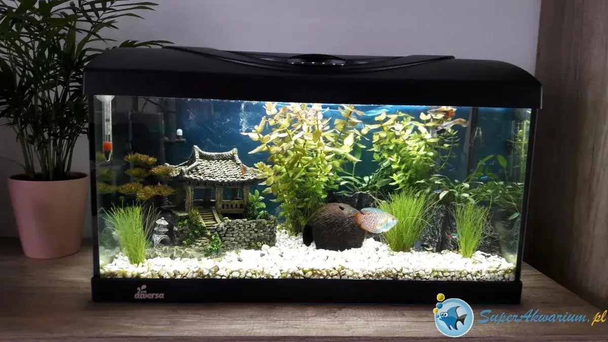 Akwarium 54l: Jakie ryby? Sprawdzone obsady dla początkujących