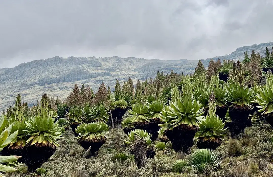 Najważniejsze szczyty górskie w Kenii dla miłośników górskich wędrówek