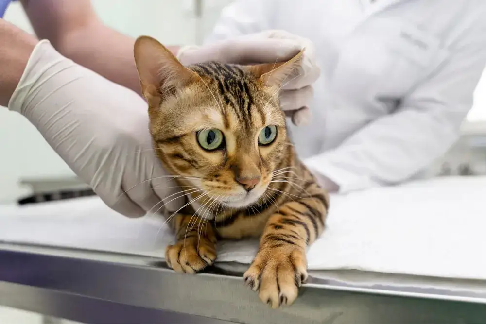 Ile kosztuje odrobaczanie kota: wszystko co musisz wiedzieć o cenach