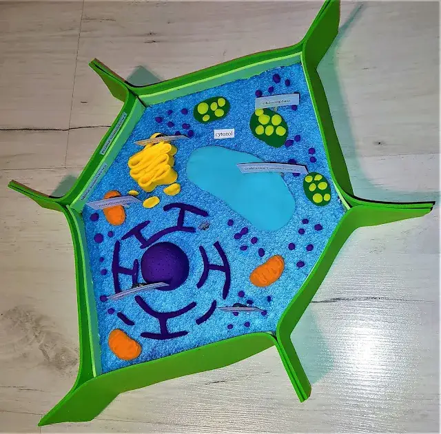 Jak zrobić komórkę roślinną – proste kroki i materiały do modelu