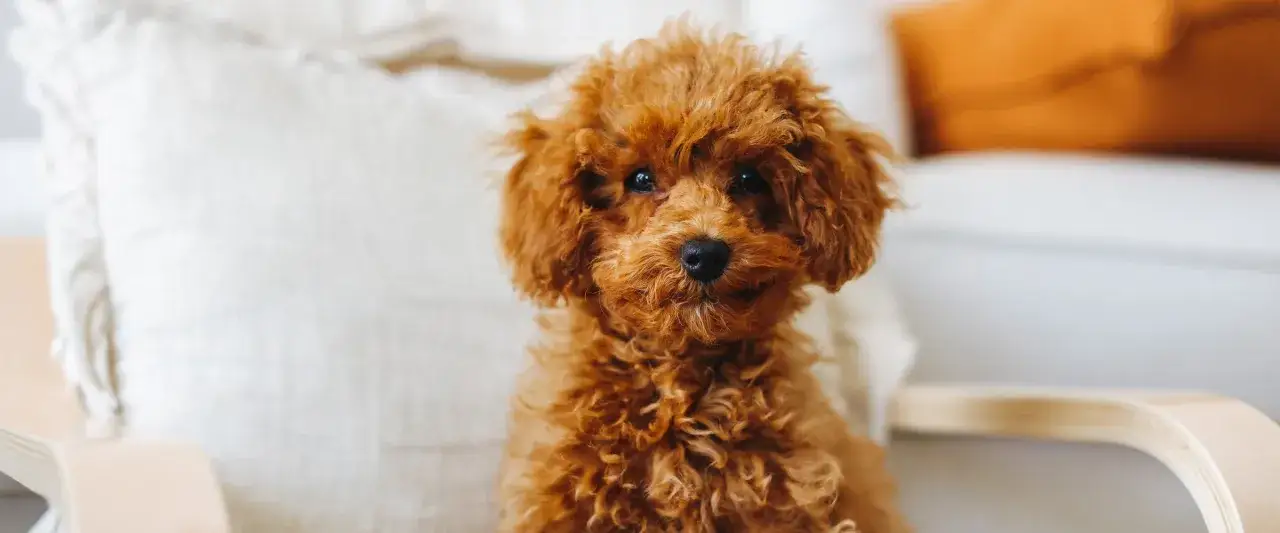 Uroczy, dorosły pudel toy o rudym futerku siedzi na krześle, otoczony miękkimi poduszkami.