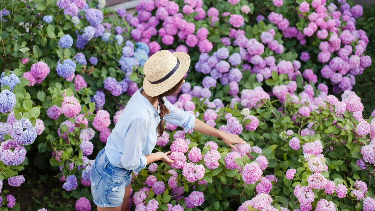 Sekret bujnych hortensji: Jakie pH i gleba są najlepsze?