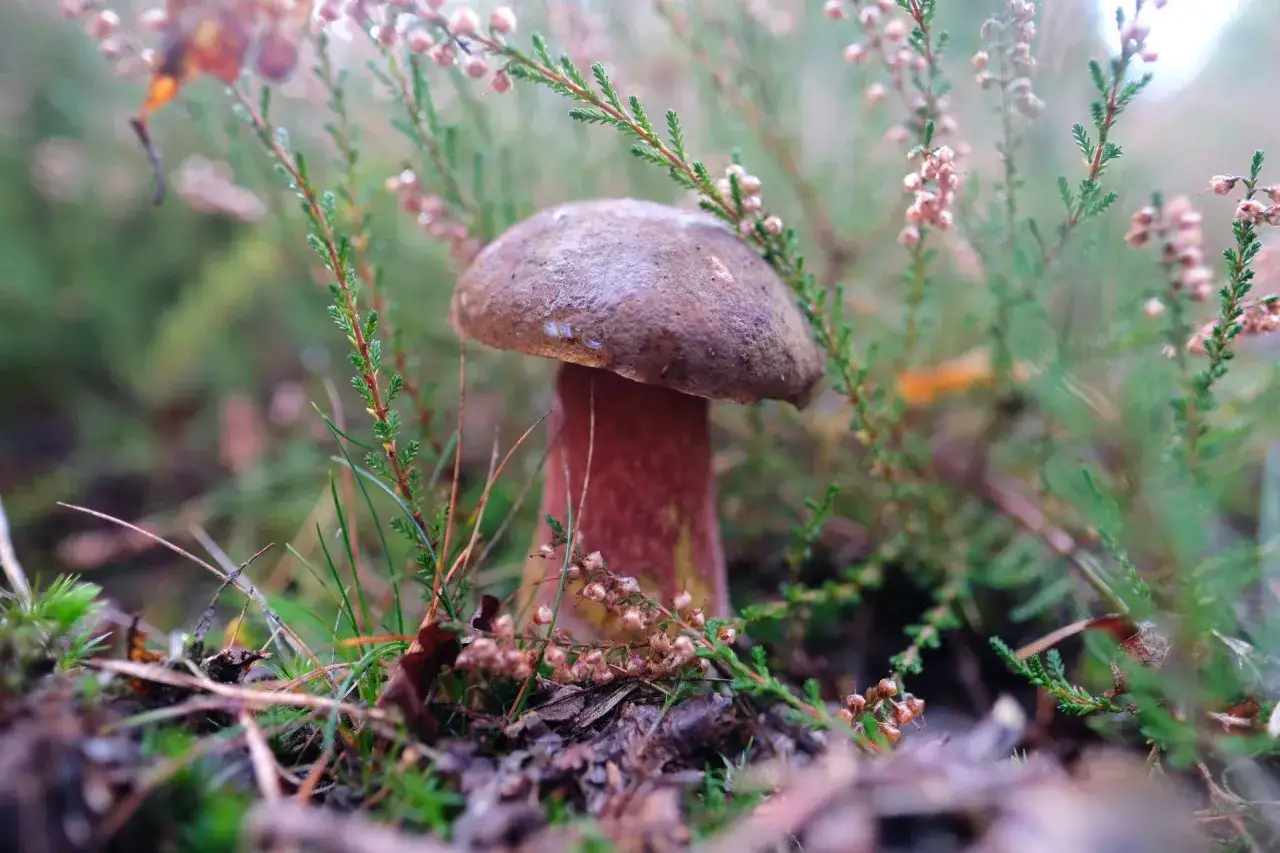 Kiedy sezon na maślaki? Sprawdź, by nie przegapić najlepszych zbiorów