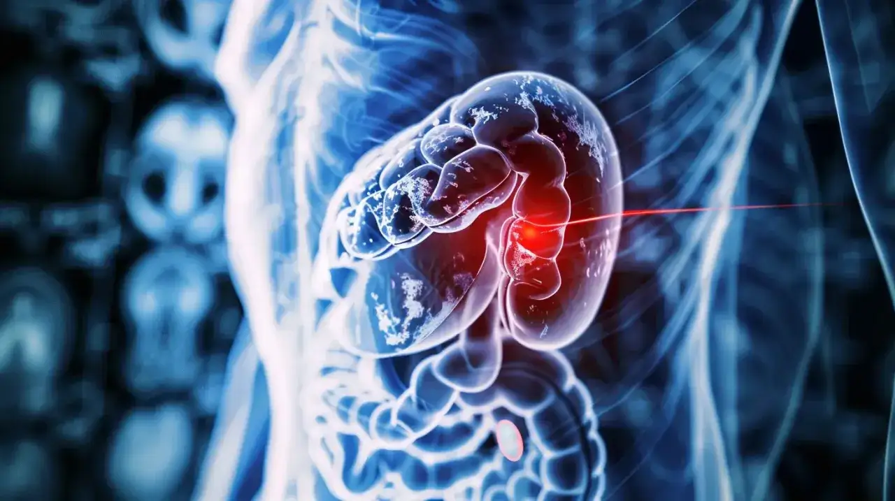 Anatomical illustration of a magnified spleen with a red highlight, suggesting a problem. Learn what to eat with an enlarged spleen.