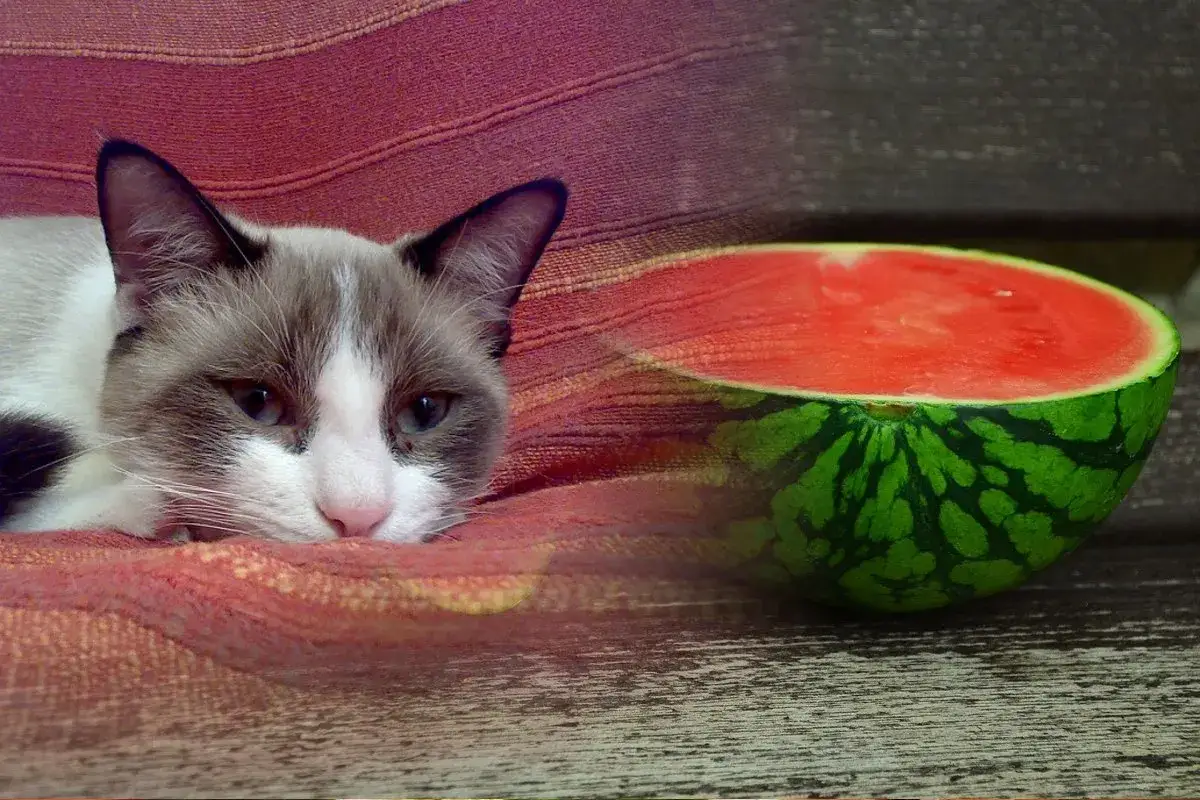 Czy koty mogą jeść arbuza: Poznaj bezpieczny sposób podawania owoców