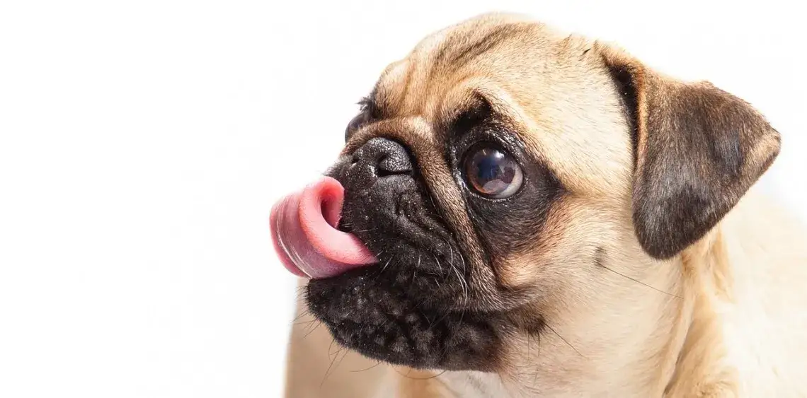 Czy można podawać psu witaminy dla ludzi? Dowiedz się, dlaczego to niebezpieczne