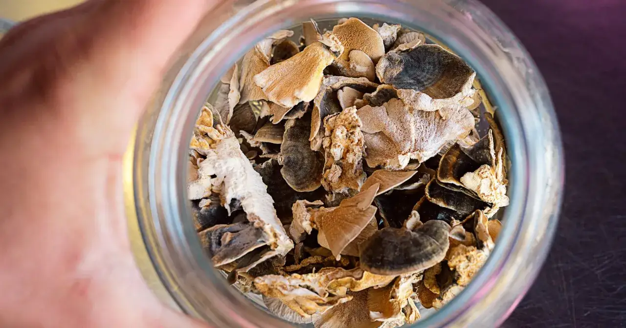 Jak przewieźć grzyby? Poradnik, by zachowały świeżość i aromat