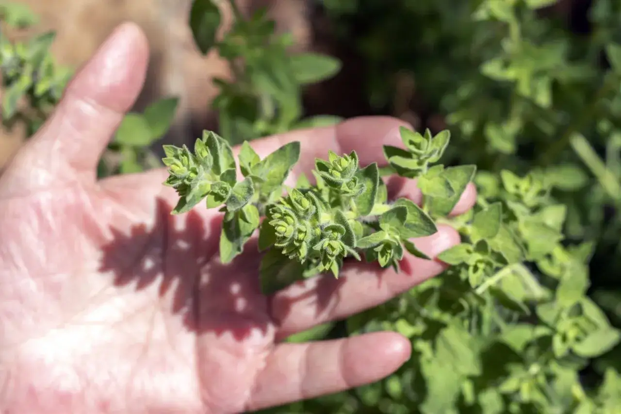 Zbiór oregano: Kiedy i jak ciąć dla max aromatu? Poradnik eksperta