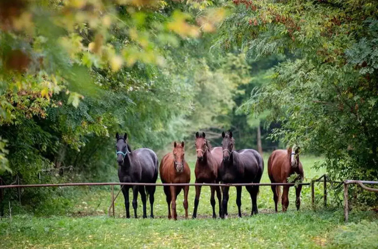 Stadnina Koni Krasne: 160 lat folblutów. Zwiedzaj, jeźdź, kupuj!