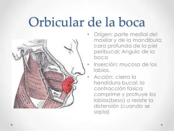 Conoce los músculos orbicular de la boca y su importancia en la expresión