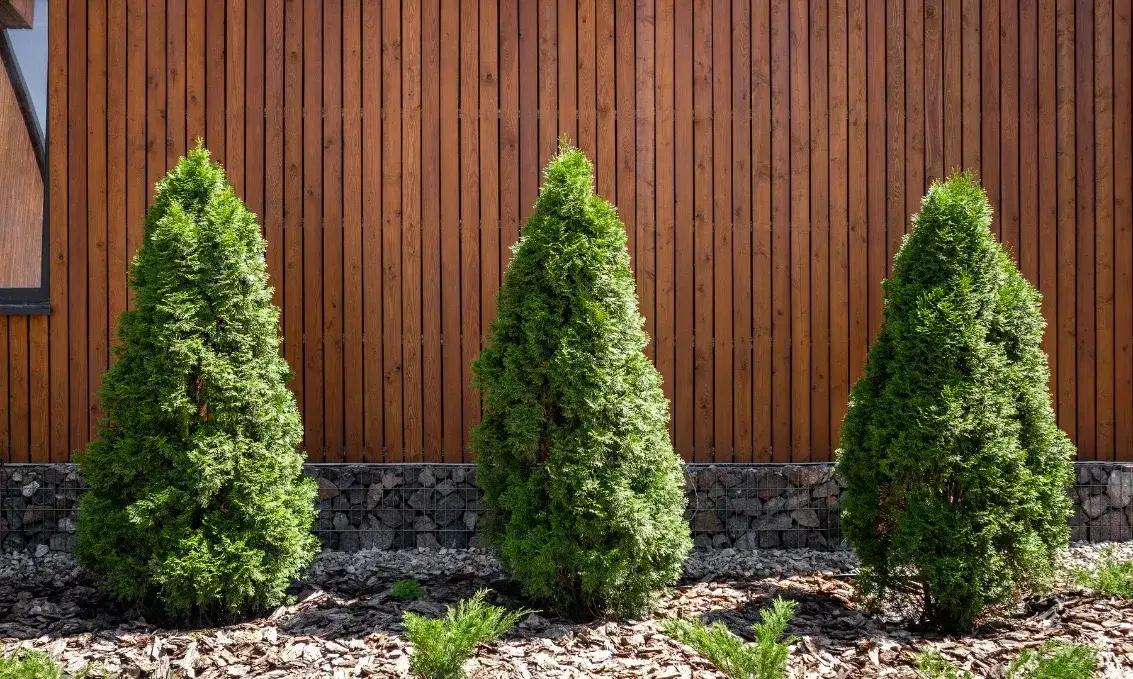 Jak przycinać tuje? Kompleksowy poradnik krok po kroku