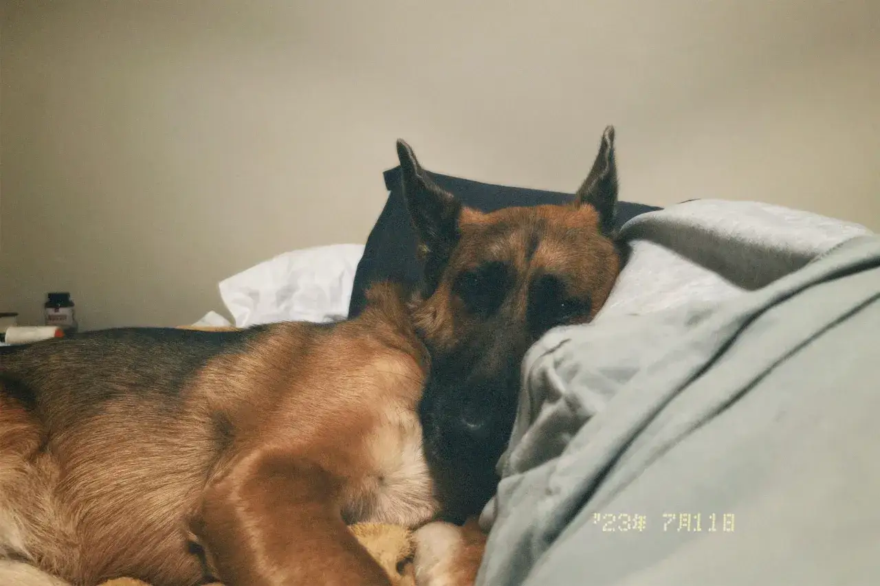 Owczarek niemiecki w domu czy na dworze - co jest lepsze dla psa?