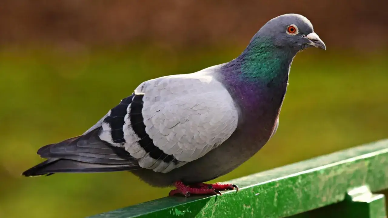 Jak zabezpieczyć balkon przed gołębiami i uniknąć bałaganu