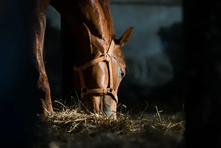 Stadnina koni Prudnik - poznaj najlepsze miejsce dla miłośników koni
