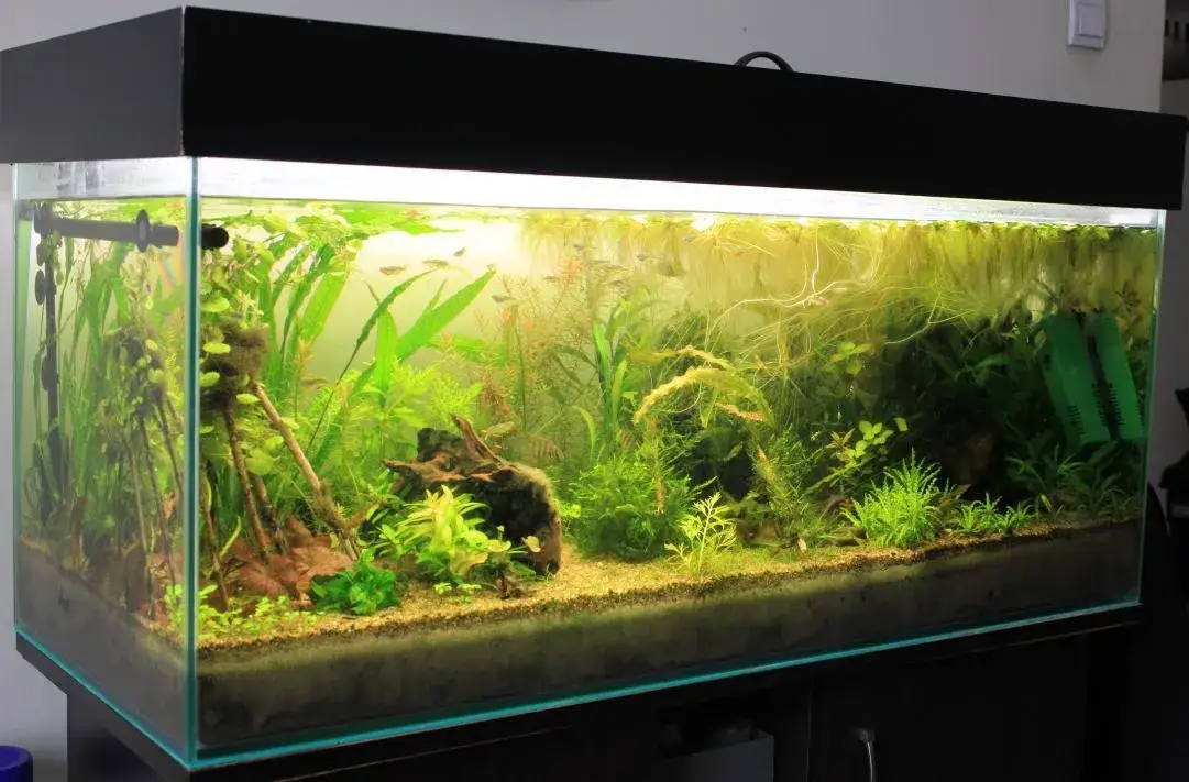 Jak rozdzielić piasek i żwir w akwarium? Poradnik krok po kroku