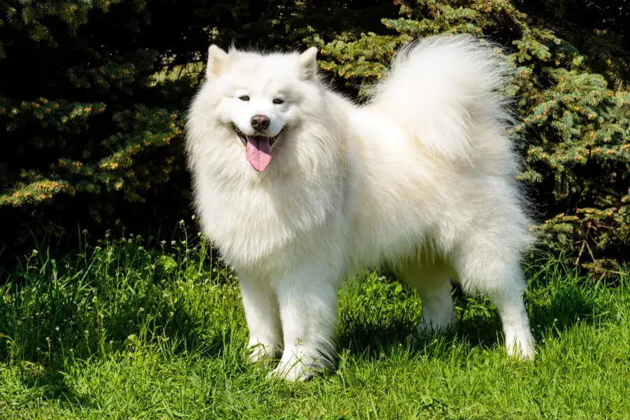 Pies jak husky: rasy, które zaskakują podobieństwem i charakterem