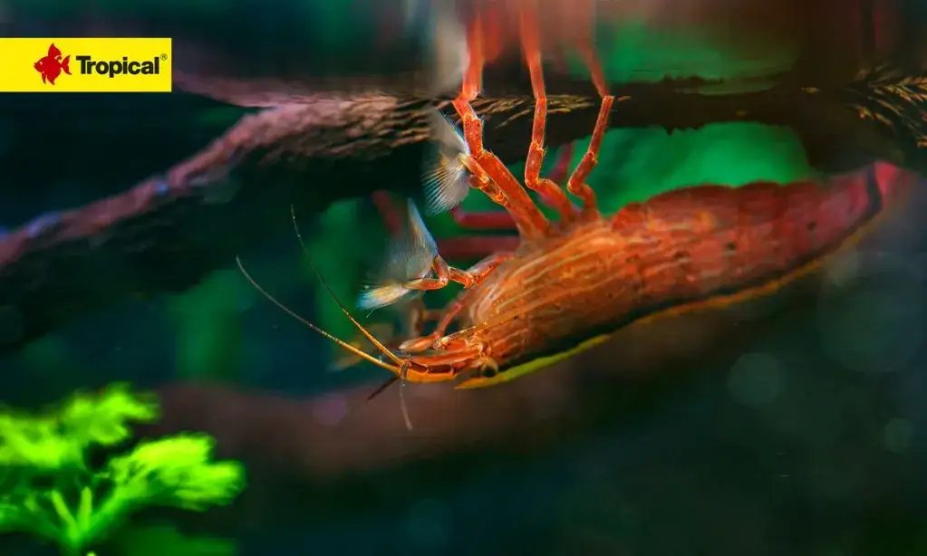 Akwarium bez ryb? Krewetki, raki, żaby zaskocz się możliwościami!