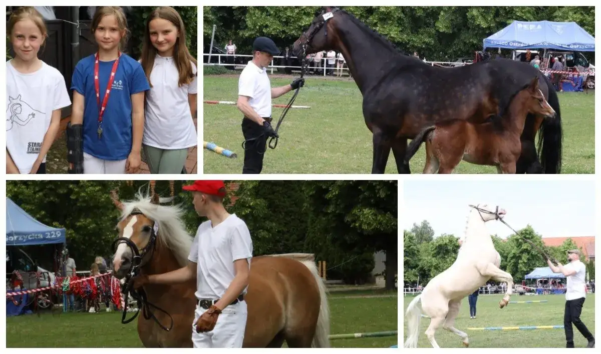 Lubelski Związek Jeździecki - poznaj wydarzenia i możliwości udziału