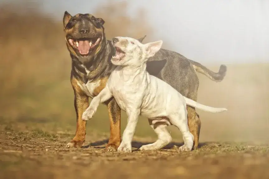 Kiedy szczeniak może mieć kontakt z innymi psami, by uniknąć problemów zdrowotnych