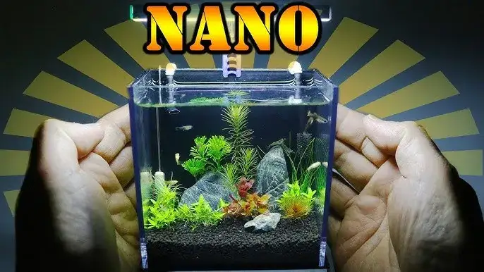 Rybki w kuli? Poznaj prawdę i stwórz zdrowe akwarium nano