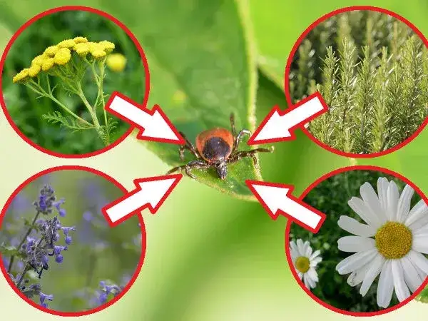 Czego boją się kleszcze? Oto naturalne wrogowie i rośliny odstraszające