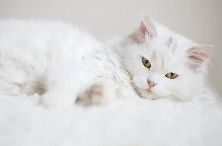 Ile trwa ruja u kotek? Odkryj zaskakujące fakty i długość cyklu