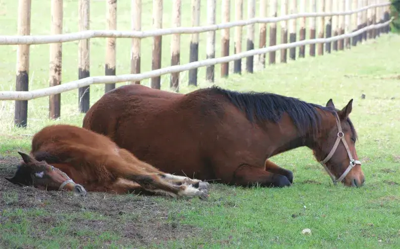 Jak śpią konie? Odkryj ich tajemnice snu i zdrowia